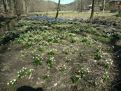 Märzenbecherblüte im Polenztal - 2011
