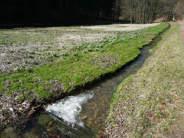 Märzenbecherblüte im Polenztal - 2011