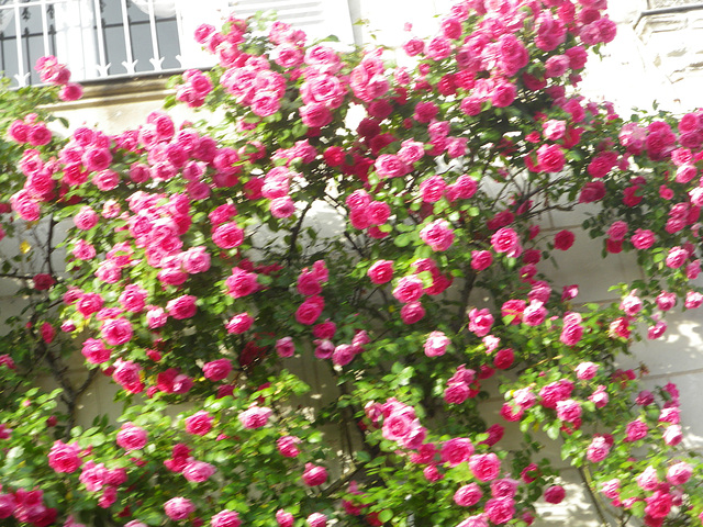 Rosiers de Touraine