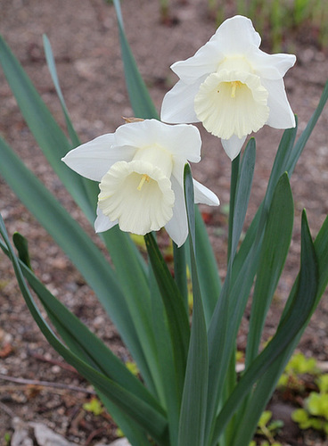 Narcisses trompettes blancx