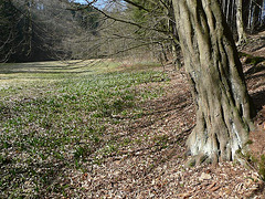 Märzenbecherblüte im Polenztal - 2011