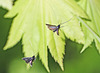 20110430 1690RMw [D~LIP] Langhornmotte (Adela reaumurella), Bad Salzuflen