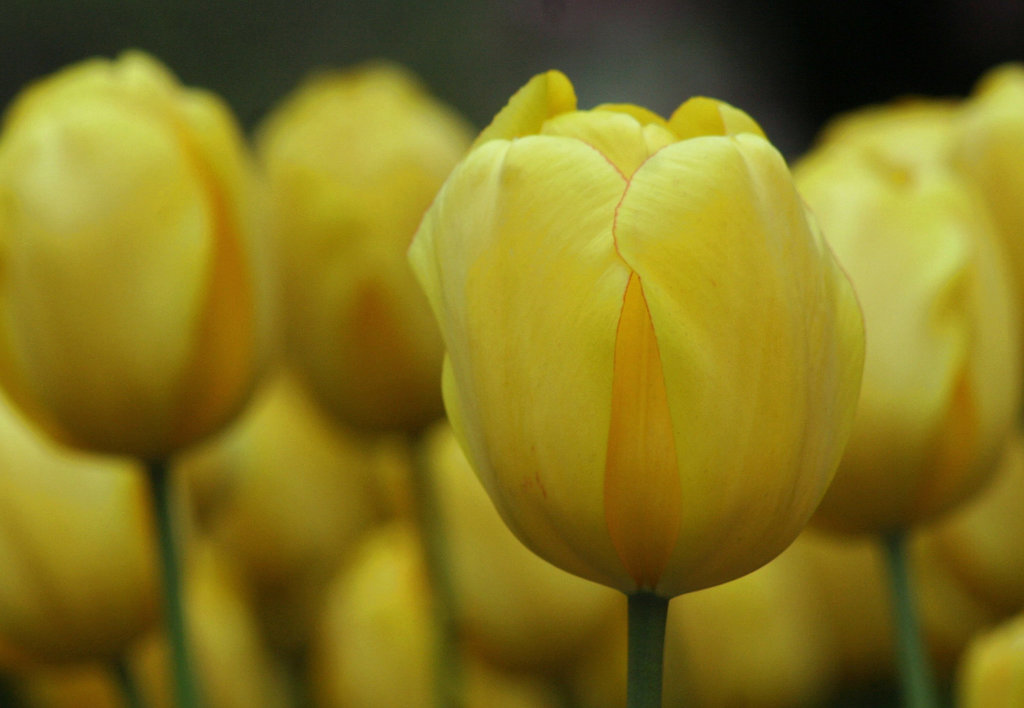 Yellow Tulips