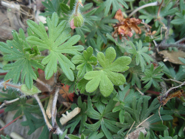 géranium sanguinéum 'striatum' P5081643