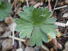 géranium subcaulescent 'splendens' P5081647