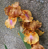 Iris Bohemian