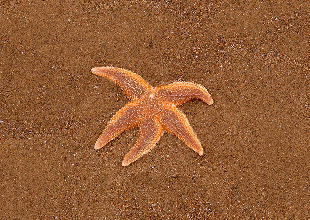 starfish