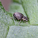 20100523 4353Mw [D~LIP] Gefurchter Dickmaulrüssler (Otiorhynchus sulcatus) [Gefurchter Lappenrüssler], Bad Salzuflen