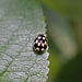 20100523 4382Mw [D~LIP] Viezehnpunkt-Marienkäfer (Propylea quatuordecimpunctata), Bad Salzuflen