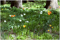 Tulpen im Hofgarten
