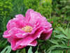 IMG 4286.JPG2 auf Mainau