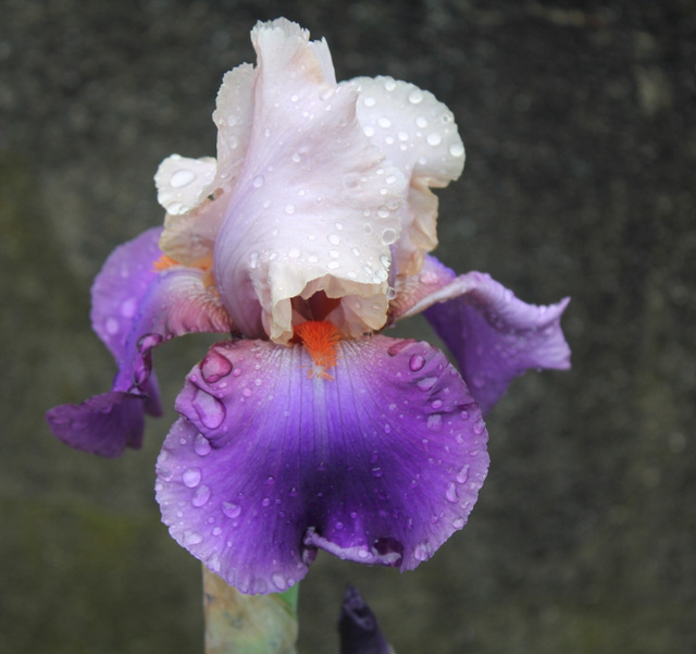 Iris Vague à l'âme