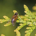 20100523 4377Mw [D~LIP] Zweiband-Wiesen-Schwebfliege (Epistrophe elegans), Bad Salzuflen