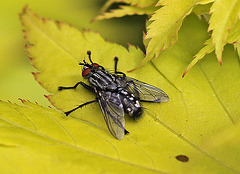 20100523 4381Mw [D~LIP] Graue Fleischfliege, Bad Salzuflen