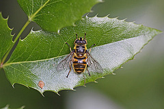 20100523 4414Mw [D~LIP] Mistbiene (Eristalis tenax), Bad Salzuflen