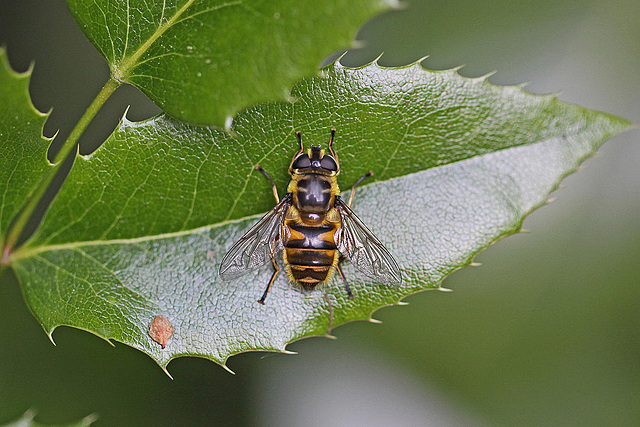 20100523 4414Mw [D~LIP] Mistbiene (Eristalis tenax), Bad Salzuflen