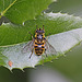 20100523 4414Mw [D~LIP] Mistbiene (Eristalis tenax), Bad Salzuflen