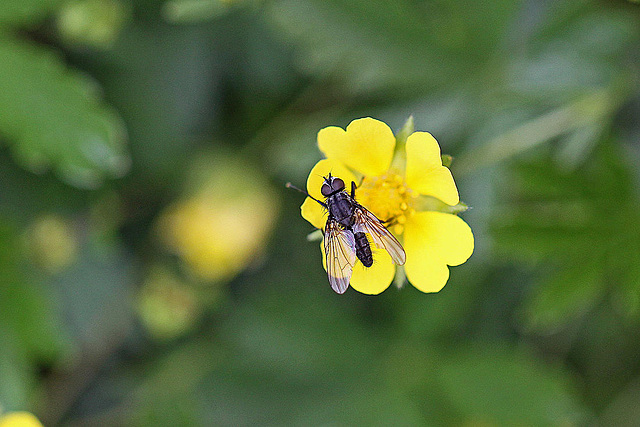 20100523 4424Mw [D~LIP] Nelkenwurz (Geum urbanum), Fliege, Bad Salzuflen