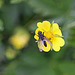 20100523 4424Mw [D~LIP] Nelkenwurz (Geum urbanum), Fliege, Bad Salzuflen