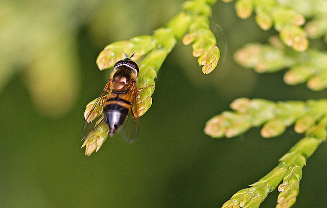 20100523 4373+74Mw [D~LIP] Zweiband-Wiesen-Schwebfliege (Epistrophe elegans), Bad Salzuflen