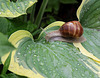 Escargot de Bourgogne