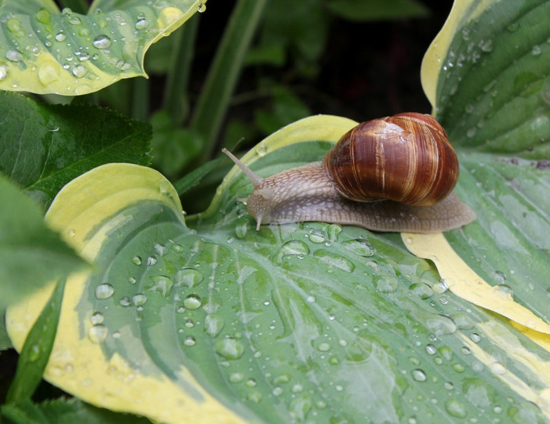 Escargot de Bourgogne