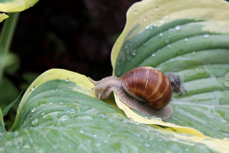 Escargot de Bourgogne