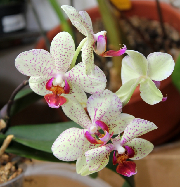 Phalaenopsis hybride