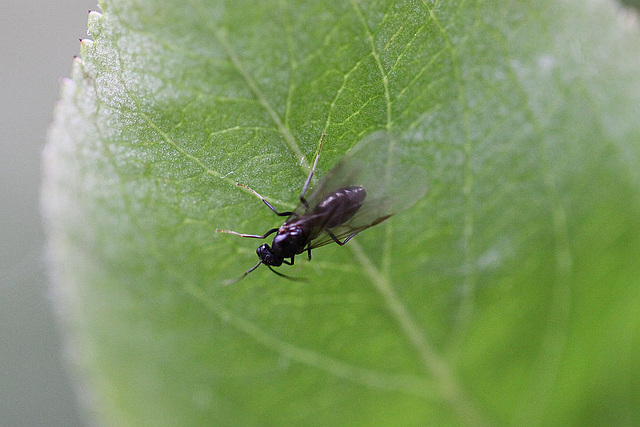 20100523 4386Mw [D~LIP] Insekt, Bad Saluflen