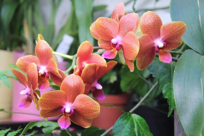 Phalaenopsis hybride