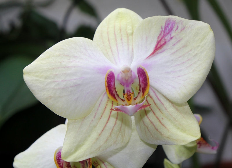 Phalaenopsis hybride