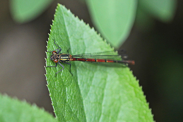 20100523 4409Mw [D~LIP] Frühe Adonislibelle, Bad Salzuflen