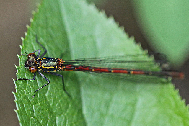 20100523 4410Mw [D~LIP] Frühe Adonislibelle, Bad Salzuflen