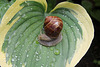 Escargot de Bourgogne