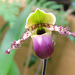 Paphiopedilum (Glaucophyllum x primulinum)