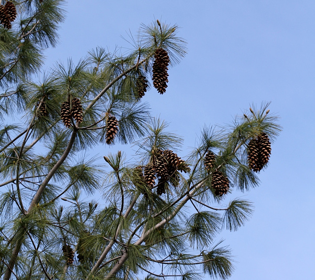 Pinus wallichiana