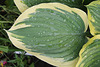 Hosta après l'averse