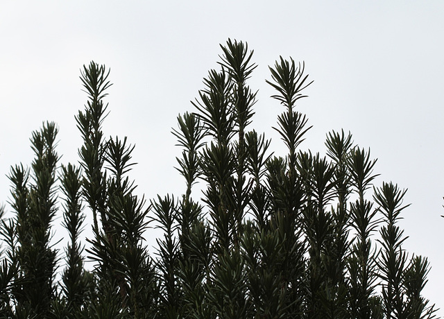 Taxus Baccata