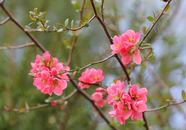 Chaenomeles japonica