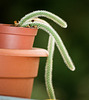 Aporocactus flagelliformis