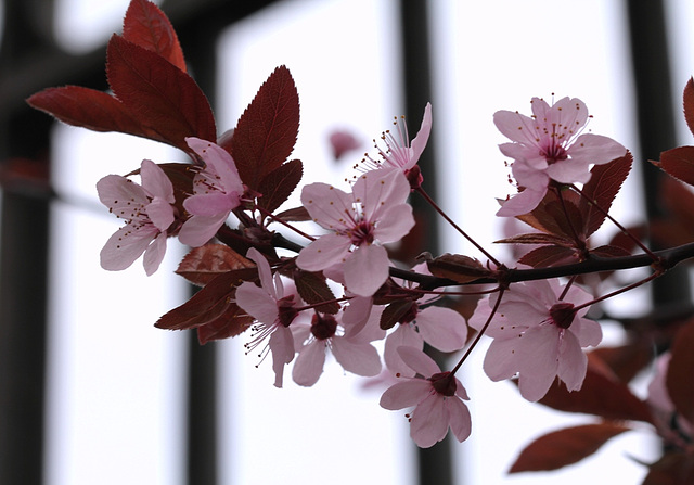 Prunus pissardi