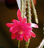 Aporocactus Gloria