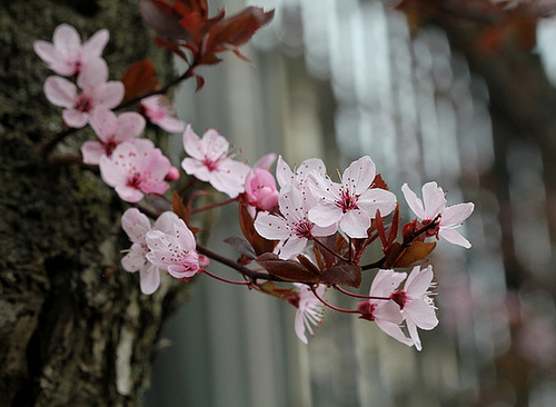 Prunus pissardi