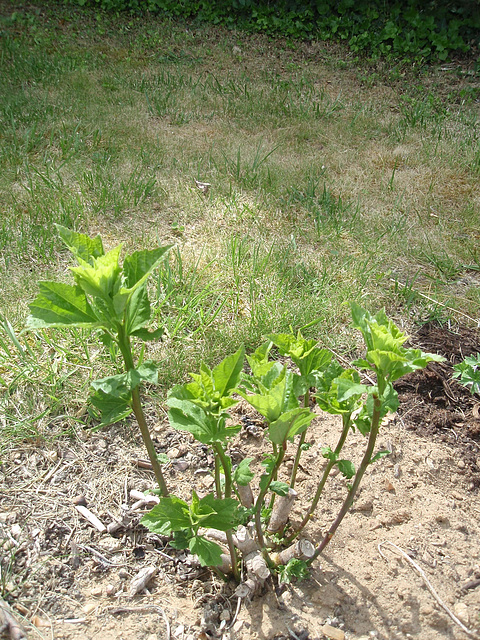 hibiscus moscheutos P5081579 hibiscus moscheutos P5081579