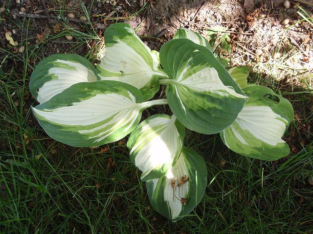 hosta P5081659