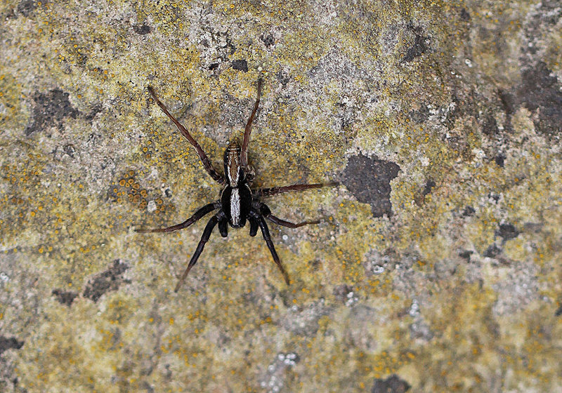 20100523 4421Mw [D~LIP] Wolfsspinne (Alopecosa cuneata) Bad Salzuflen