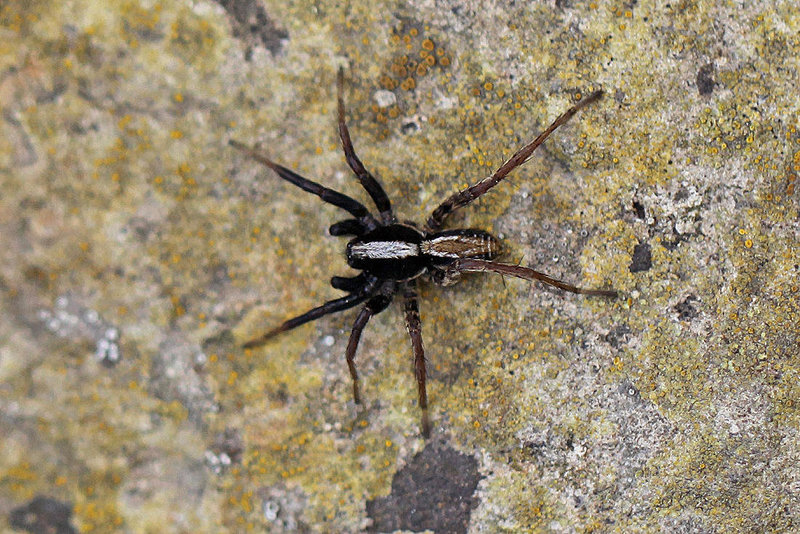 20100523 4422Mw [D~LIP] Wolfsspinne (Alopecosa cuneata) Bad Salzuflen