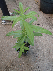 lippia triphylla (citronelle) P5081618
