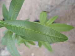 lippia triphylla (citronelle) P5081619