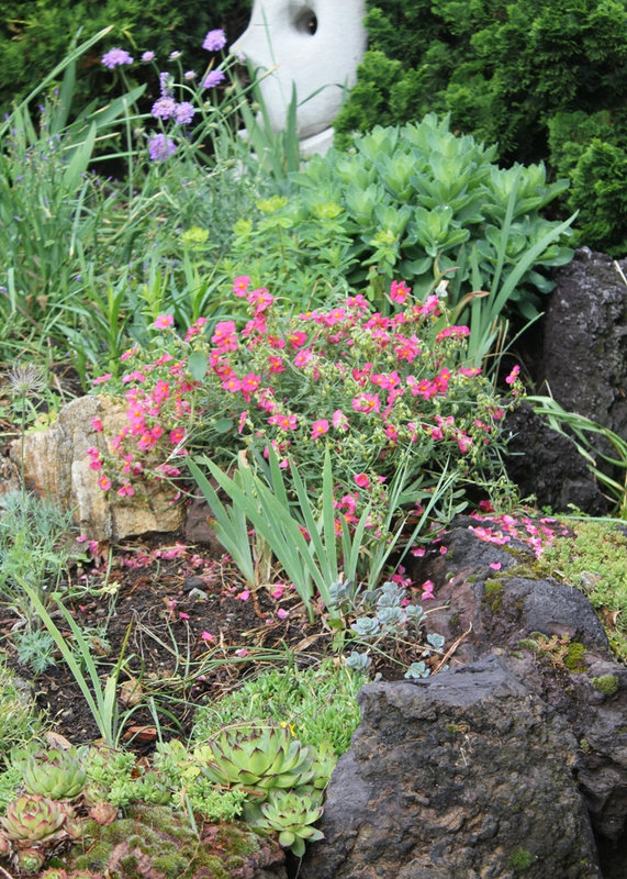 Rocaille en mai